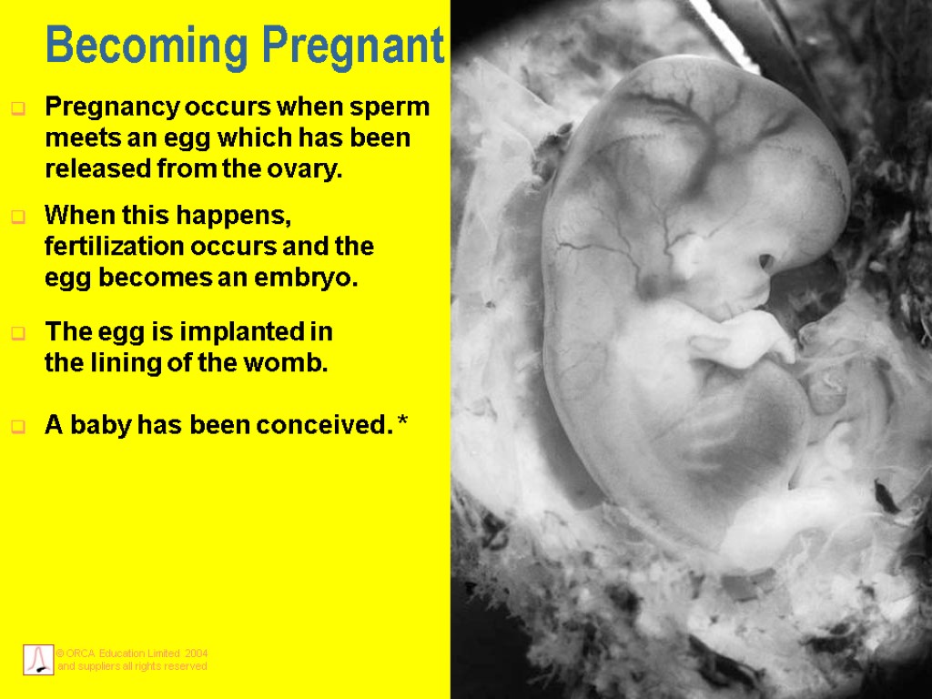 Becoming Pregnant Pregnancy occurs when sperm meets an egg which has been released from